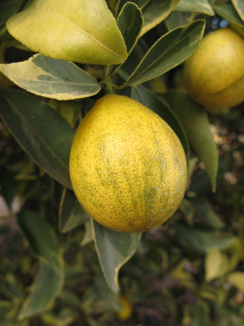              Fruit (Winter Haven, FL)       